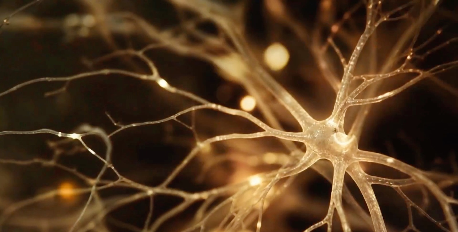 A branching network of illuminated fibres, evoking the connections inside a living system.